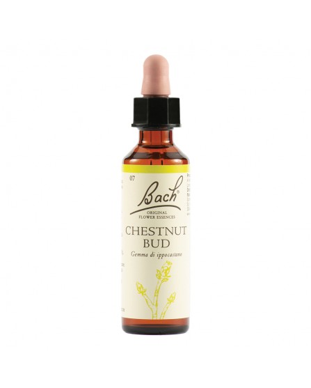 Chestnut Bud Bach Original 20Ml