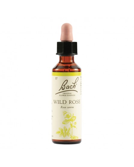 Wild Rose Bach Original 20Ml